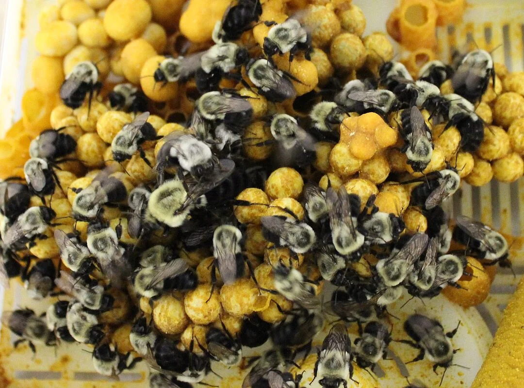 Bumble bee nest and coordinated behavior illustration