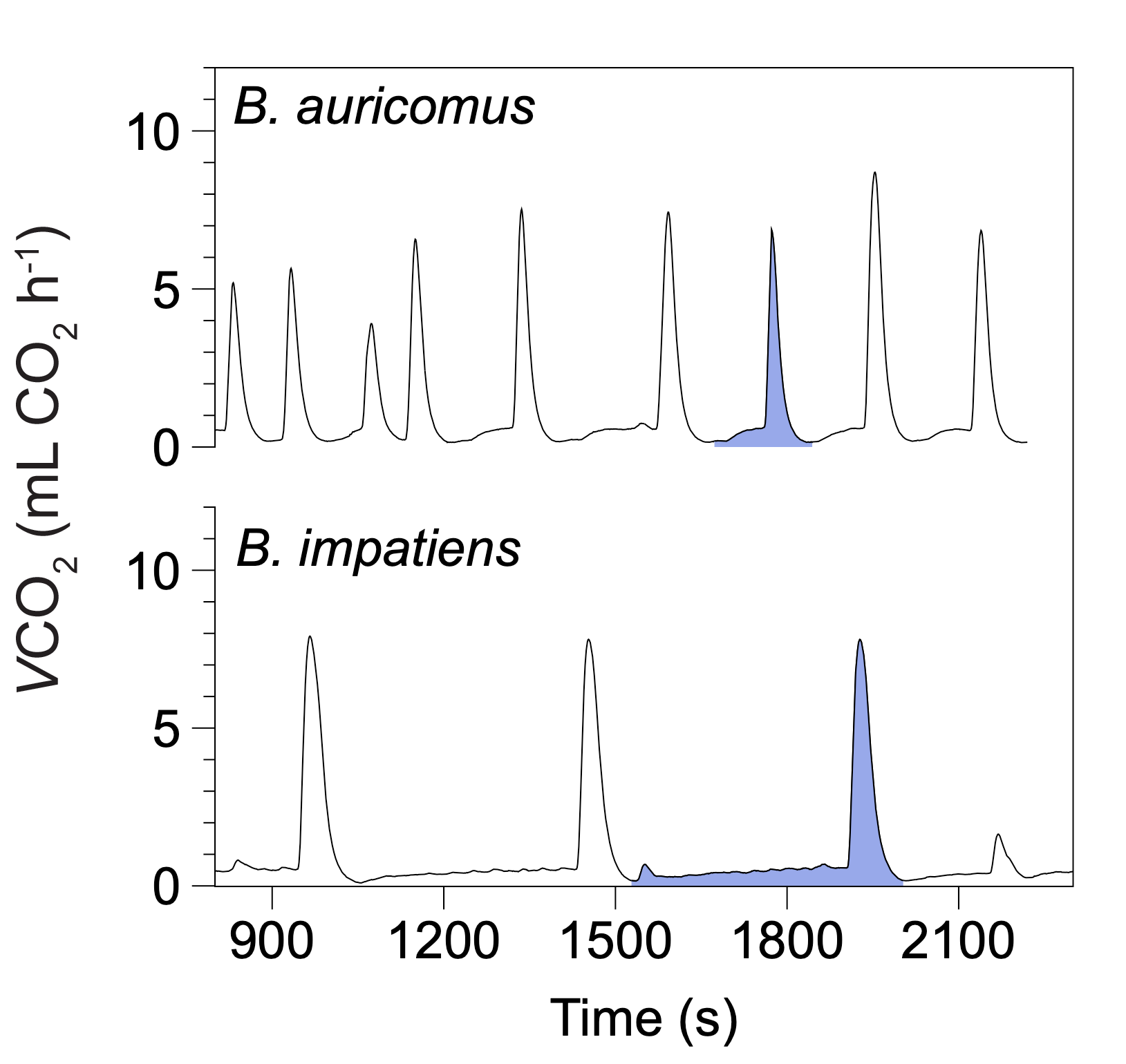 Discontinuous gas exchange patterns in bumble bees
