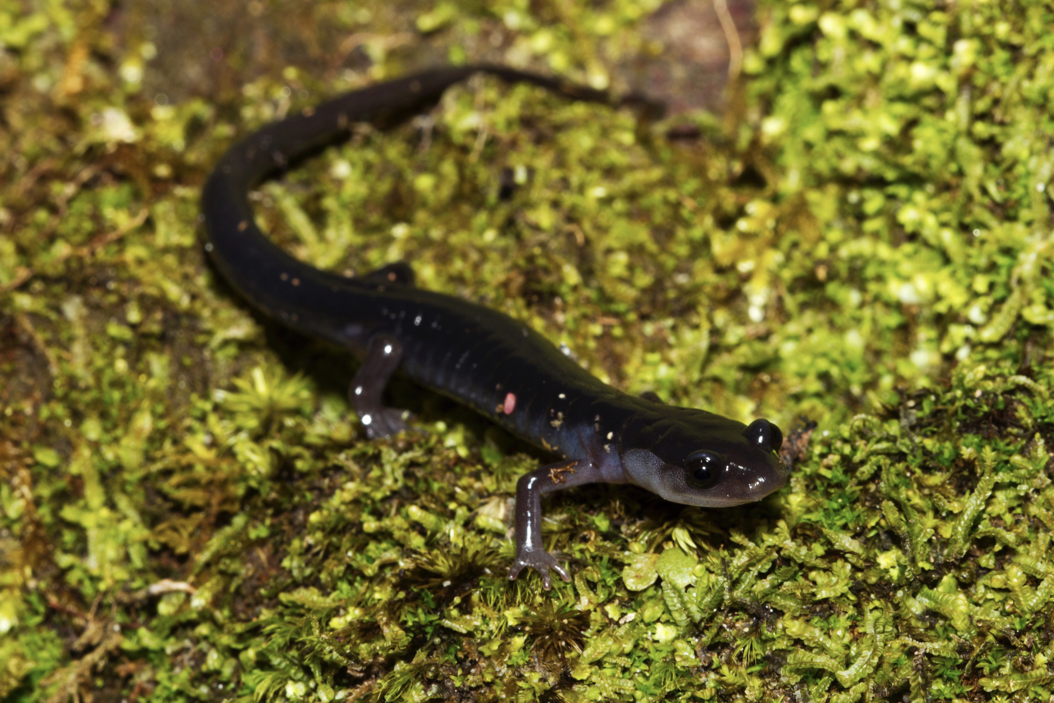 Metabolic rate and water loss illustration