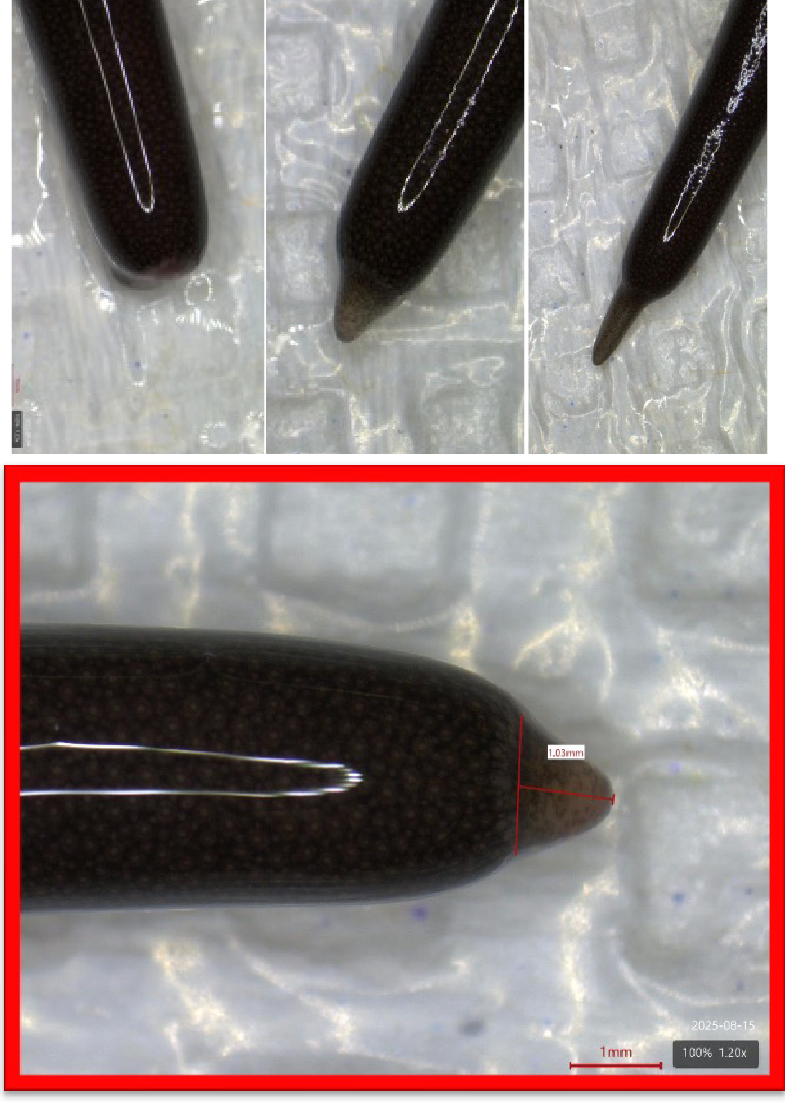 Tail regeneration and metabolic rate illustration