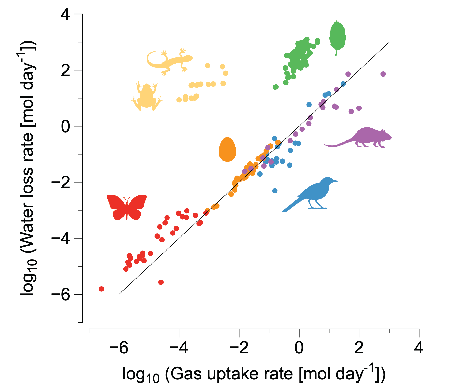 Relationship between water loss and oxygen uptake across organisms