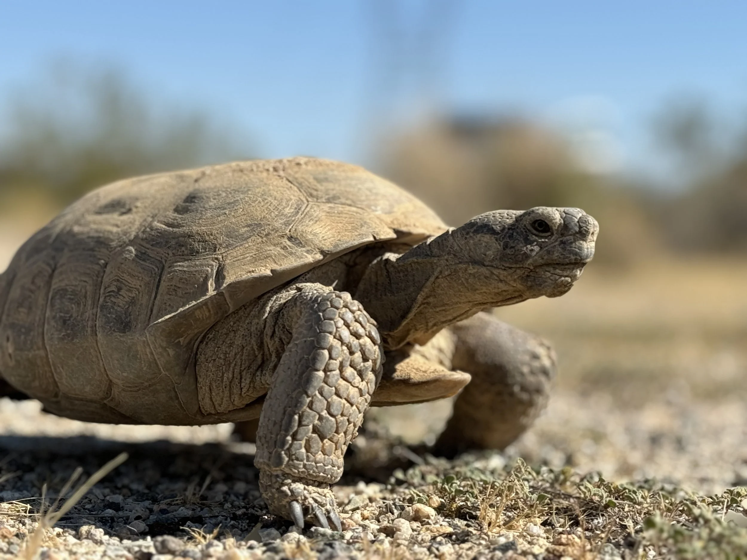Desert tortoise project image