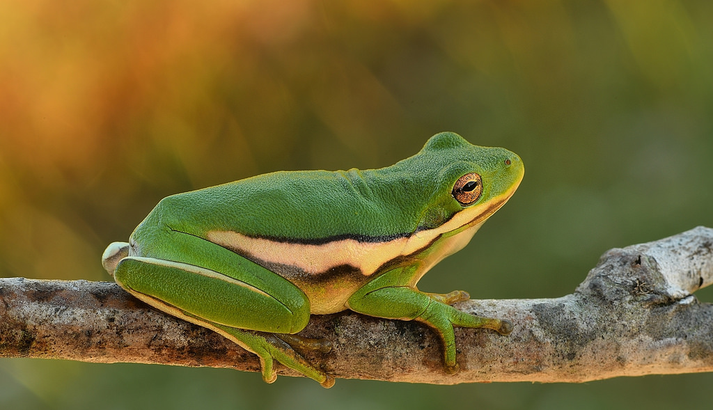 Amphibian skin breathing project image