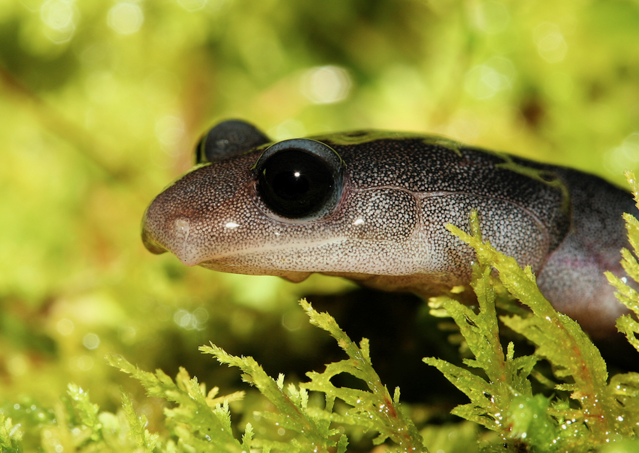 Woodland salamander project image