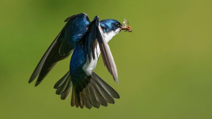 Endotherm performance project image